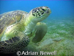 Green Turtle
Marsa Alam by Adrian Newell 